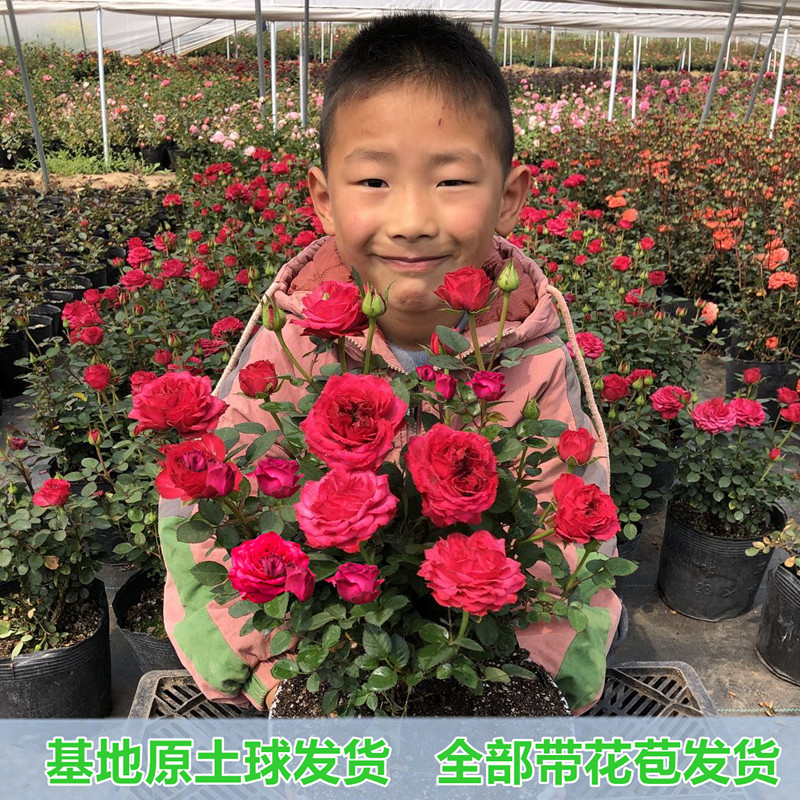玫瑰花苗帶花苞花卉觀花綠植物室內陽台盆栽大花月季薔薇四季開花在類目 鮮花速遞/花卉仿真/綠植園藝, 花卉/綠植盆栽(新), 花卉中 - 來自Buy2taobao.com提供專業的淘寶代購服務