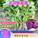 紫薯红薯苗农科院原种脱毒带根紫罗兰苗秧种地瓜番薯苗高产红署苗
