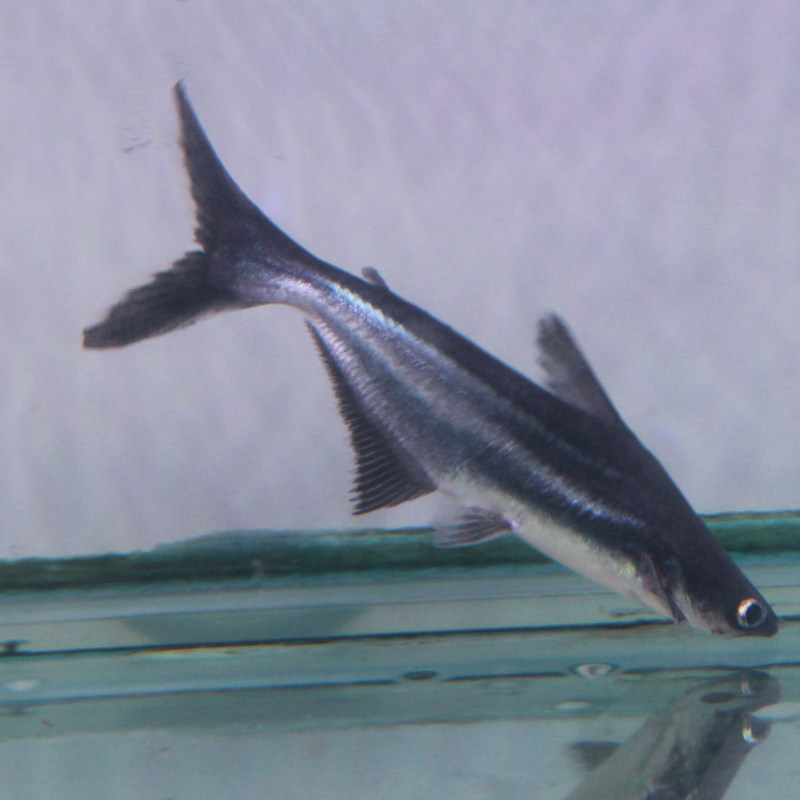 特价小鲨鱼活体_白化鲨凶猛观赏鱼大型淡水大白鲨活物小鲨鱼活体鱼