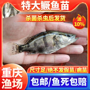 鳜鱼苗桂花小鱼苗淡水养殖食用大规格凶猛食肉性冷水观赏鱼桂鱼