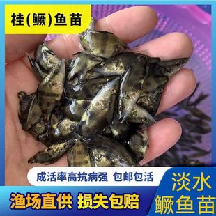 鳜鱼苗桂花小鱼苗淡水养殖食用大规格凶猛食肉性冷水观赏鱼桂鱼