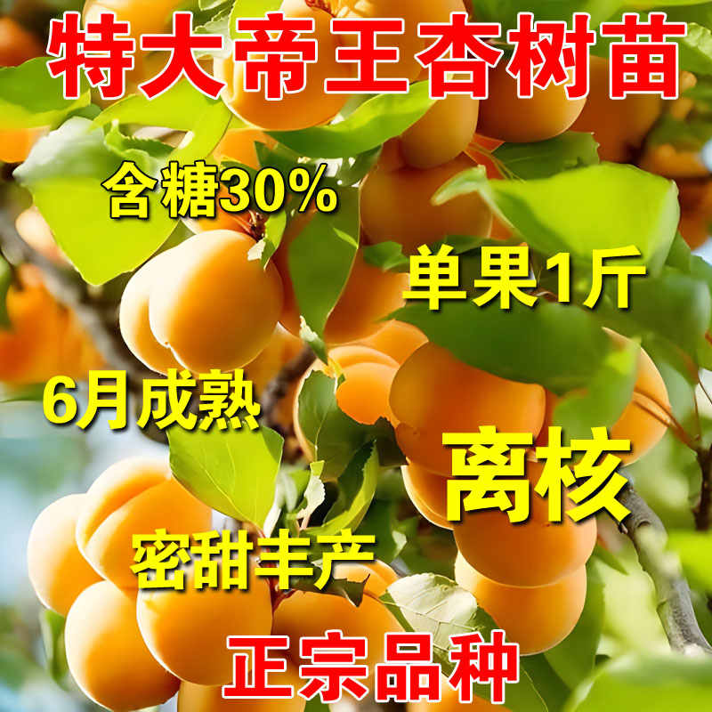 帝王杏树果苗嫁接特大早熟耐寒杏树苗盆栽地栽南北方种植当年结果