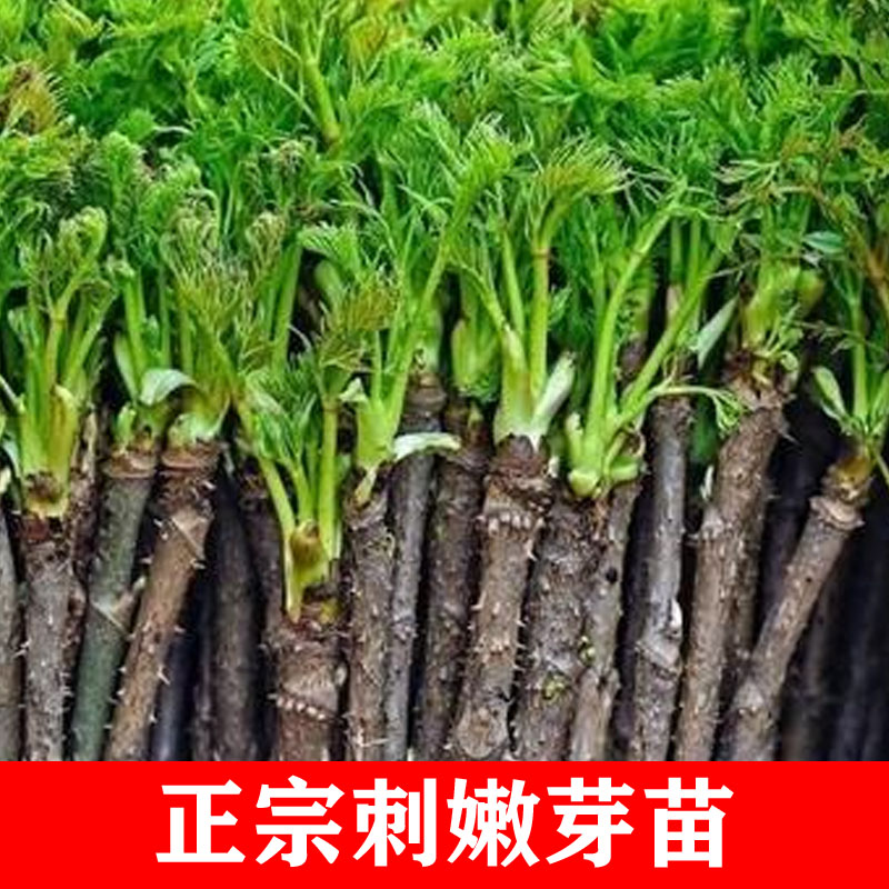 东北野生刺嫩芽苗刺老芽树苗山野菜苗庭院绿化苗东北树苗刺龙芽苗