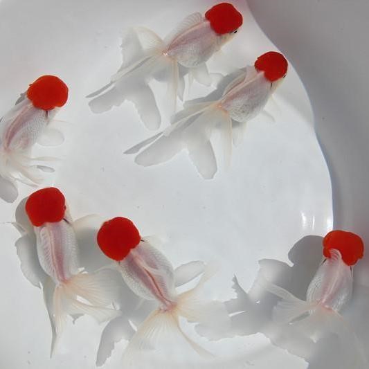 鸿运当头鹤顶红金鱼活体好养冷水观赏鱼耐活淡水大中小型鱼苗