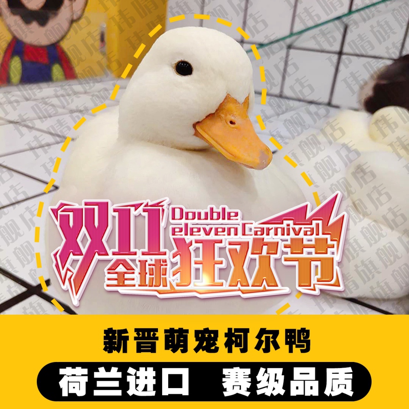 网红柯尔鸭受精蛋宠物鸭 可达鸭活体鸭蛋 CallDuck科尔鸭幼崽纯种在类目 水产肉类/新鲜蔬果/熟食, 蛋/蛋制品, 鲜活蛋类, 鸭蛋中 - 来自Buy2taobao.com提供专业的淘宝代购服务