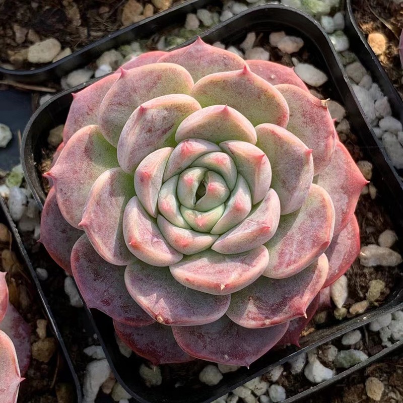 天鹅绒多肉植物室内阳台桌面盆栽绿植花卉肉肉好养易活稀有多肉花