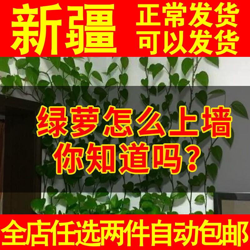 绿萝爬墙绿植固定器定型藤蔓墙上攀爬自粘式架无痕客厅神器花架子