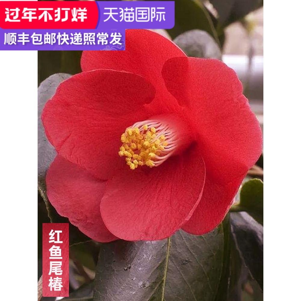龙岩名贵好养的花卉日本鱼尾叶椿山茶花盆栽树苗稀有植物室内花