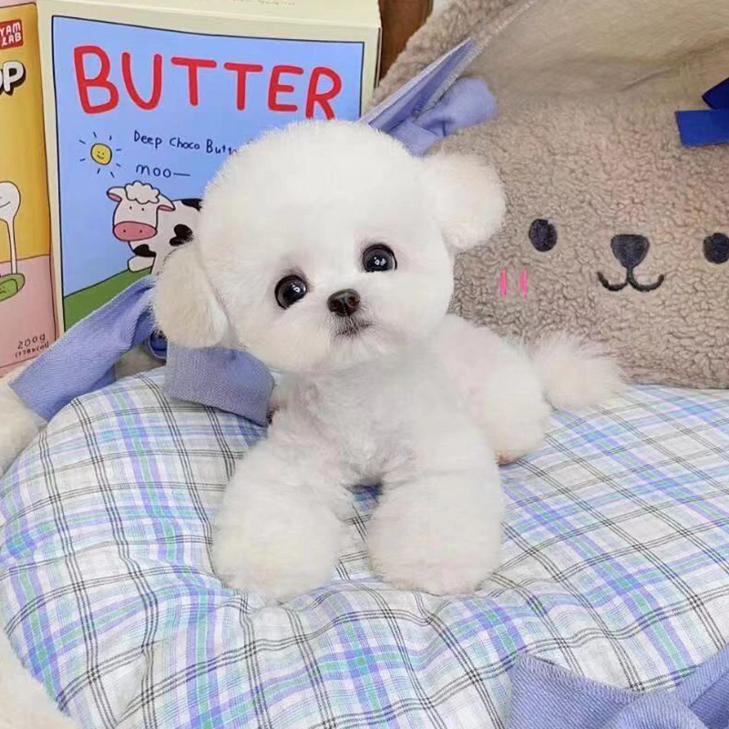 比熊犬小体比熊幼犬纯种泰迪犬幼犬茶杯犬活体小型犬家养宠物狗狗