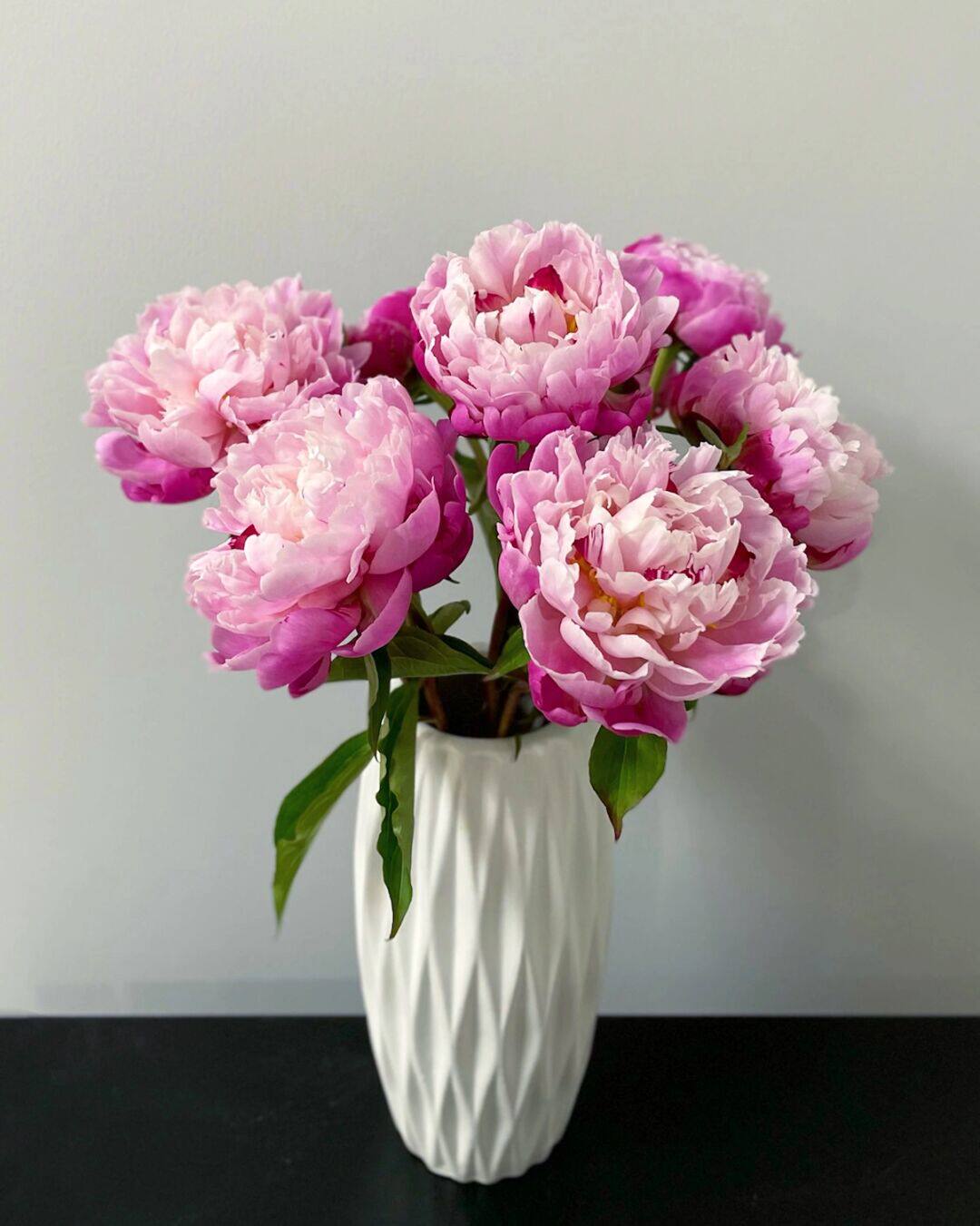 80淘宝新品重瓣芍药鲜花进口沙拉鲜切花牡丹插花客厅花卉基地落日珊瑚