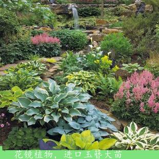 玉簪盆栽阳台庭院绿植多年生花卉花园地被花苗四季常绿观叶植物