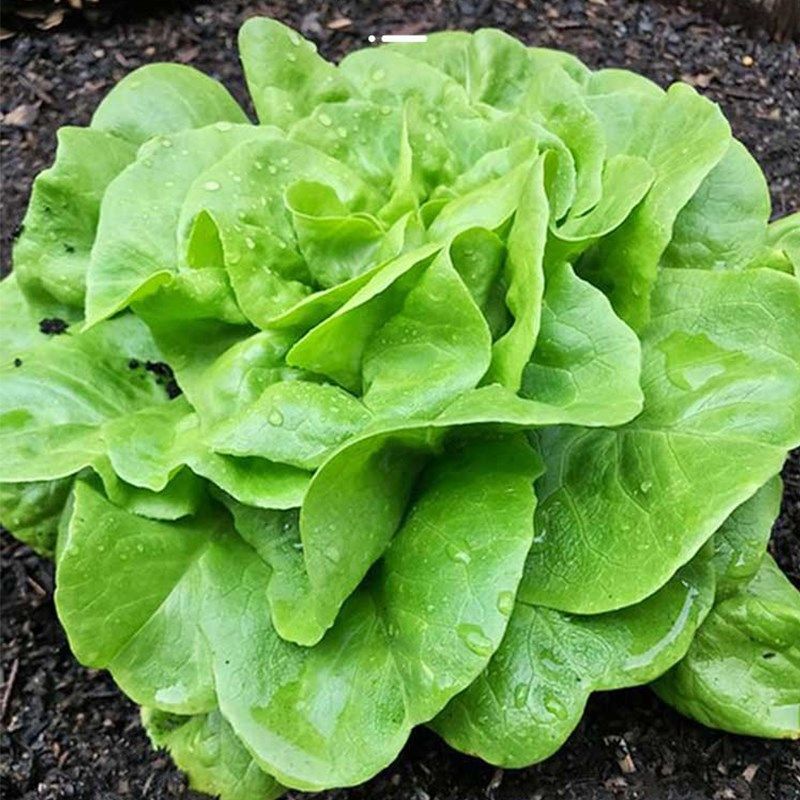 四季生菜种子美国大速生生菜种籽意大利生菜春秋阳台奶油蔬菜种孑