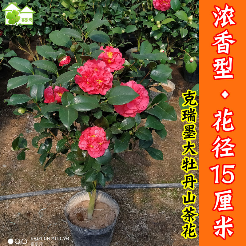 克瑞墨大牡丹茶花树苗盆栽美国大红四季庭院花卉带花苞浓香型室内