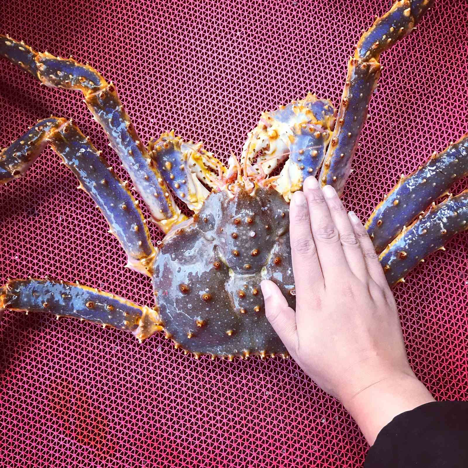 鲜活帝王蟹阿拉斯加俄罗斯帝王蟹霸王蟹超大皇帝蟹长脚蟹一斤单价