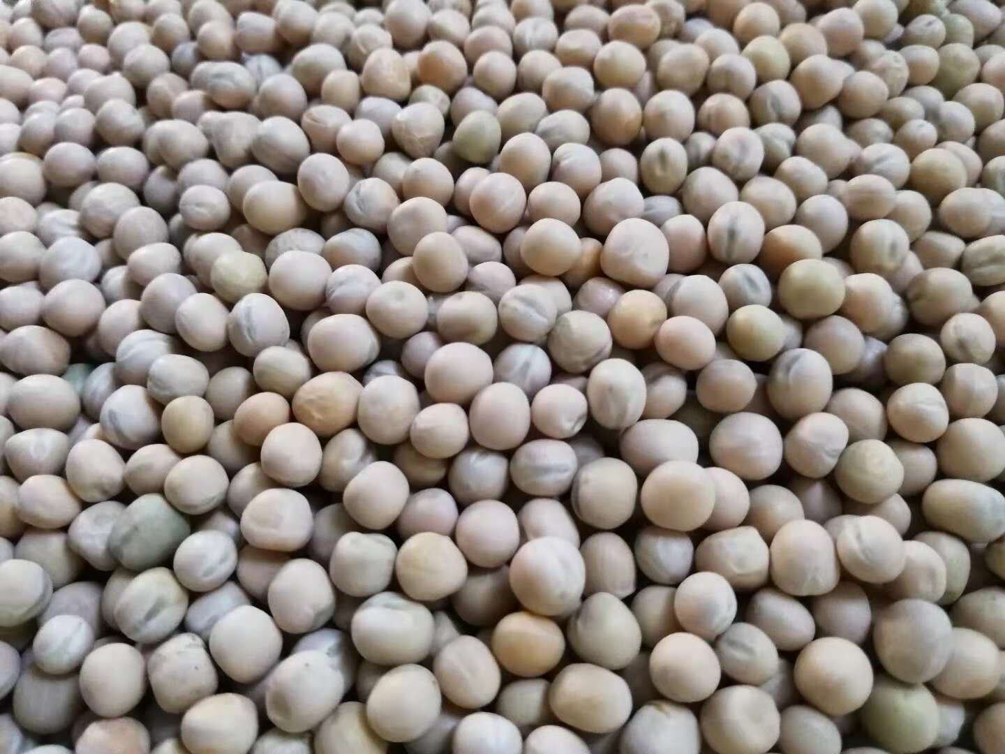 热销白豌豆鸽粮