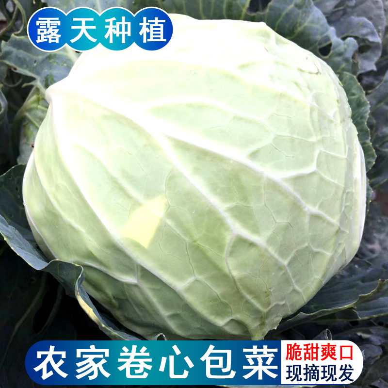 四川新鲜蔬菜莲花白卷心包菜 农家现摘圆顶白菜露天手撕包包菜在类目 水产肉类/新鲜蔬果/熟食, 新鲜蔬菜/蔬菜制品, 新鲜蔬菜, 其它中 - 来自Buy2taobao.com提供专业的淘宝代购服务