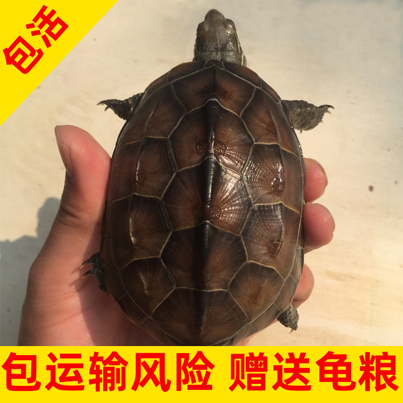 金钱龟