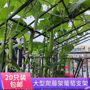 葡萄植物攀爬支架庭院园艺爬藤架花架阳台种植物箱番茄黄瓜支撑杆