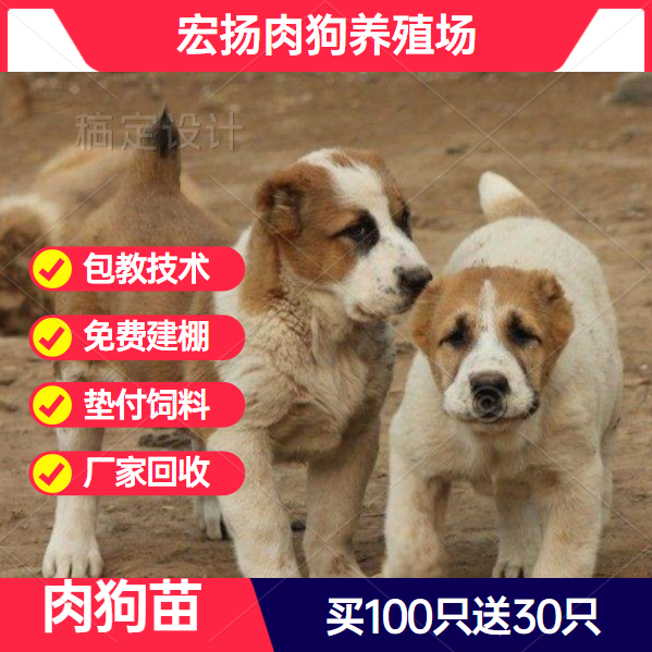 特价土狗幼犬
