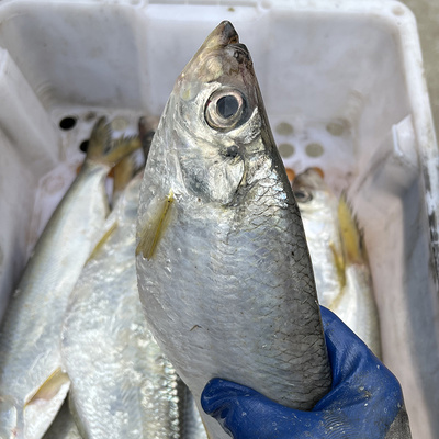 嘞鱼鳓鱼力鱼白嘞鱼鲜白嘞鱼相鱼新鲜东海舟山桐照1斤/条 1件2条
