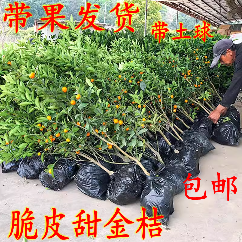 脆皮金桔带果发货盆栽树苗四季果树可食用橘子苗脆皮金橘室内常绿