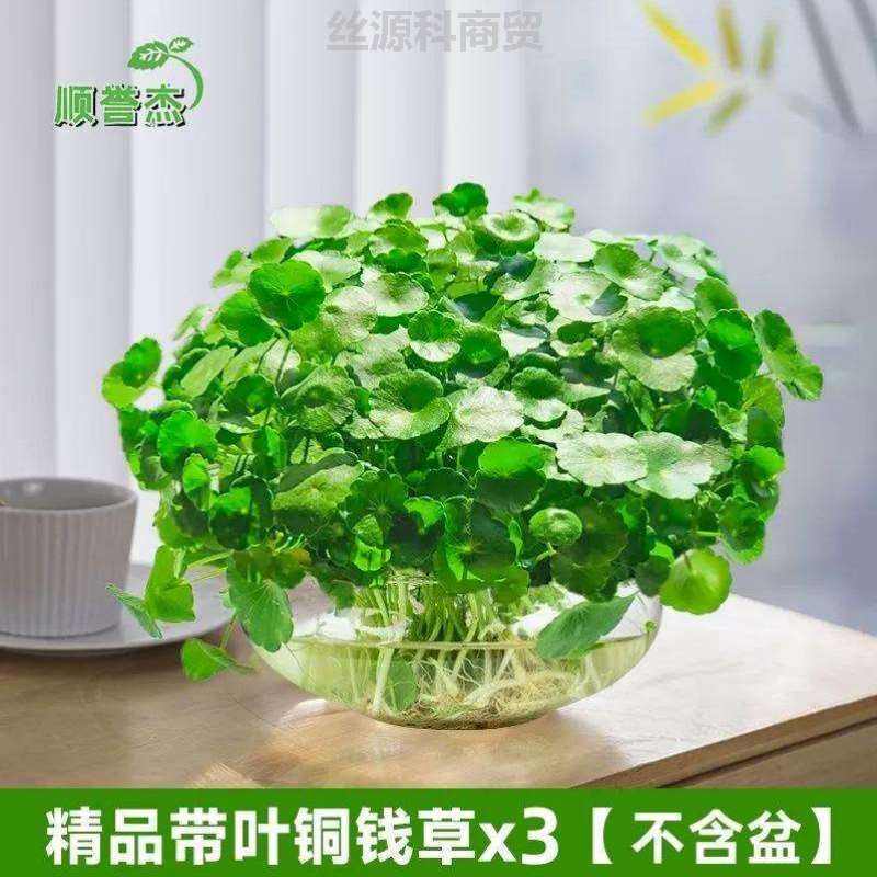 简约带叶家居摆件草水培植物净化铜钱家用花器养活常青室内