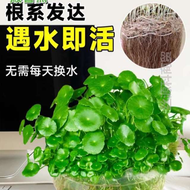 绿植草籽常青卧室室内水仙家居碗莲桌面花器绿萝水养金钱摆件