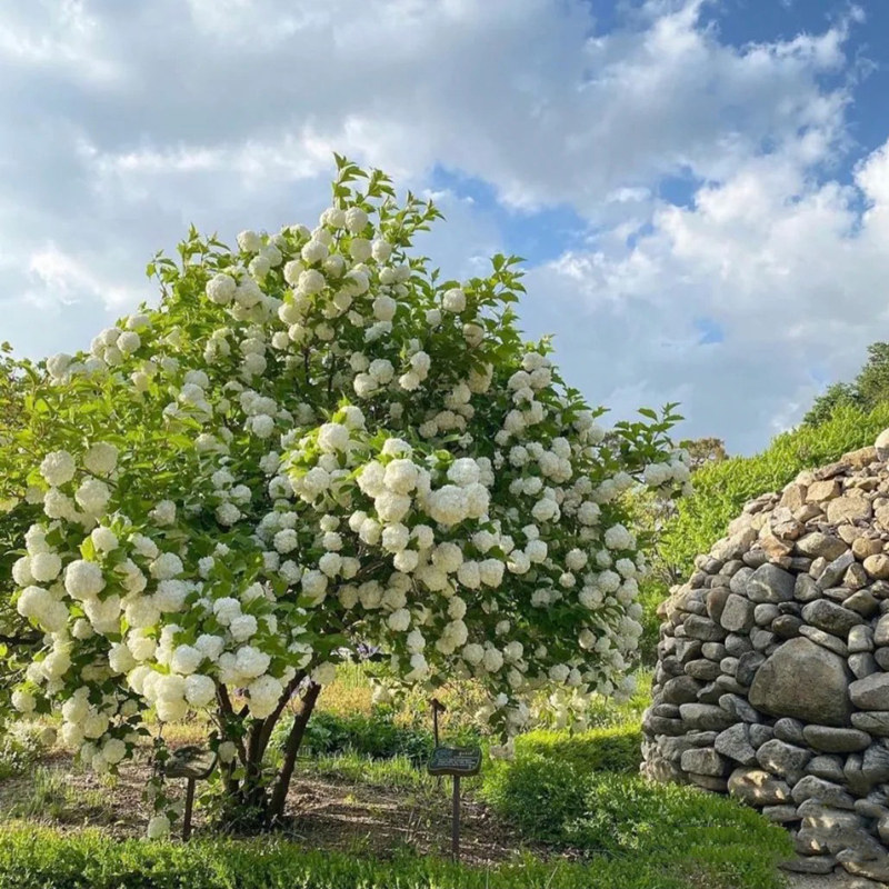 木本绣球树苗中华大花木琼花木八仙花绣球室外庭院地栽盆栽绣球花