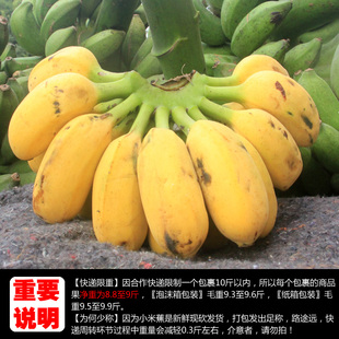 广西新鲜小米蕉带箱10斤香蕉芭蕉海南帝王蕉banana水果苹果粉蕉3