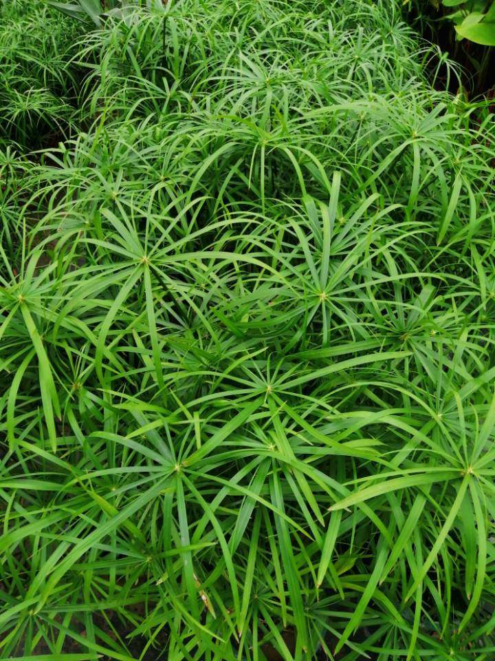 水竹盆栽水棕竹室内室外水生水培植物龟鱼缸池塘绿植旱伞草风车草