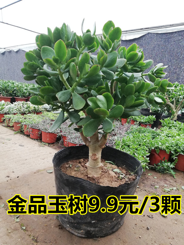 玉樹盆栽苗老樁大葉玉樹花植物多肉燕子掌金枝玉葉室內客廳綠植在類目 節慶用品/禮品, 創意禮品, 創意泥人中 - 來自Buy2taobao.com提供專業的淘寶代購服務