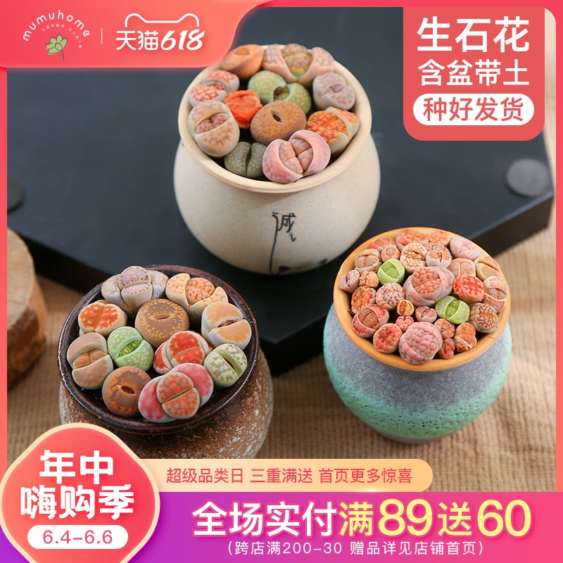 生石花新手套餐多肉植物花組合花卉盆栽含盆帶土屁股花多肉在類目 節慶用品/禮品, 創意禮品, 創意泥人中 - 來自Buy2taobao.com提供專業的淘寶代購服務