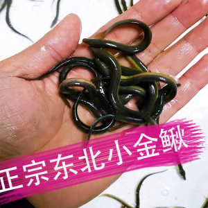 正宗东北小金鳅钓鱼泥鳅鲜活泥鳅苗一斤野生小泥鳅苗筏钓养殖放生