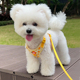 背心式狗狗牵引绳小黄鸭胸背带泰迪比熊博美幼犬猫咪防挣脱遛狗绳