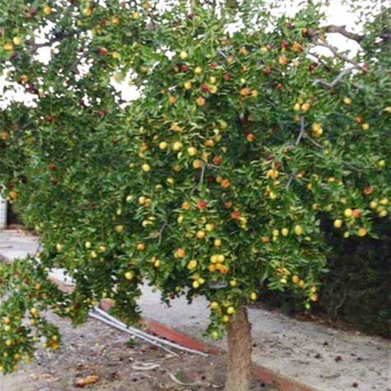 枣树苗贵妃枣庭院地栽盆栽果树苗南方北方种植大青枣梨枣当年结果在类目 收纳整理, 家庭收纳用具, 手帐收纳盒中 - 来自Buy2taobao.com提供专业的淘宝代购服务