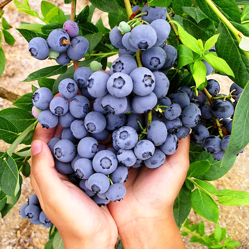 蓝莓树果苗盆栽地栽南方北方室内阳台庭院种植当年结果蓝莓树苗