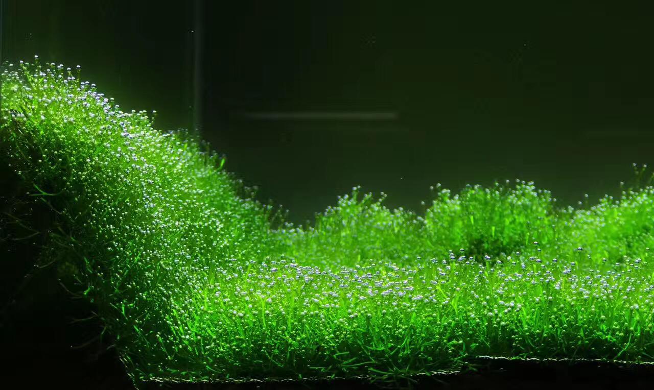 水族馆造景疯狂冒泡水草鹿角苔莫斯moss新手易养增氧阴性前景草坪