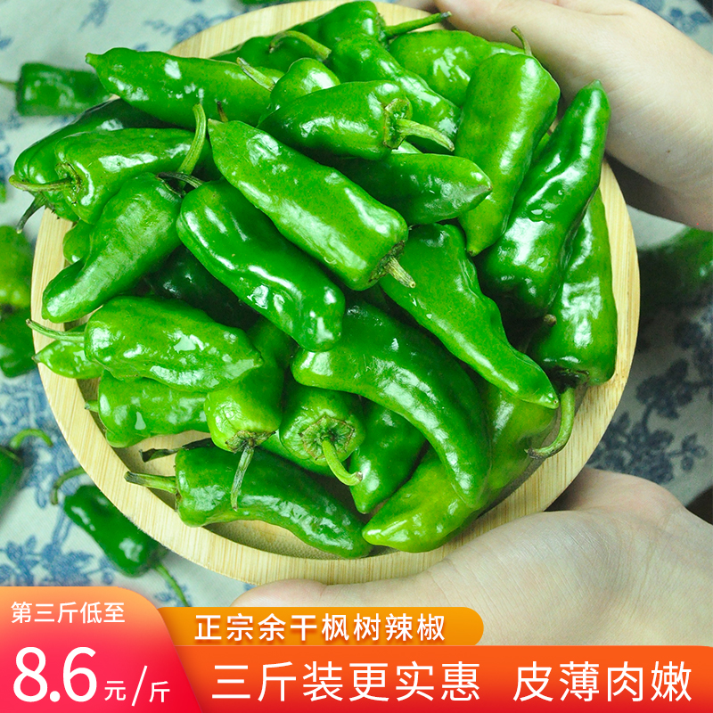 江西特产正宗余干辣椒新鲜精选现摘余干枫树辣椒薄皮椒3斤装包邮