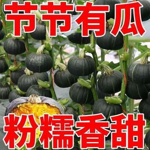 正宗贝贝南瓜种种子高产甜糯绿贝贝板栗小南瓜籽四季种植蔬菜种子