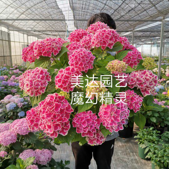 绣球花花苗 魔幻红宝石 魔幻海洋 魔幻革命 魔幻精灵 小丑 贵