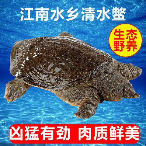 中华老鳖外塘生态清水鳖野生甲鱼团鲜活水产王八滋补佳品批发包邮