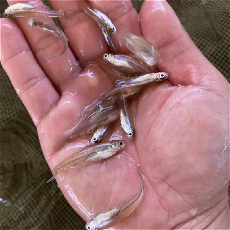 翘嘴淡水亚米品种路经济上层养殖hot和顺鱼白鱼