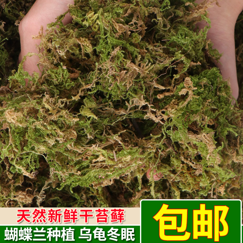 径里 水苔藓蝴蝶兰专用兰花石斛基质苔藓乌龟冬眠保温垫材干苔藓