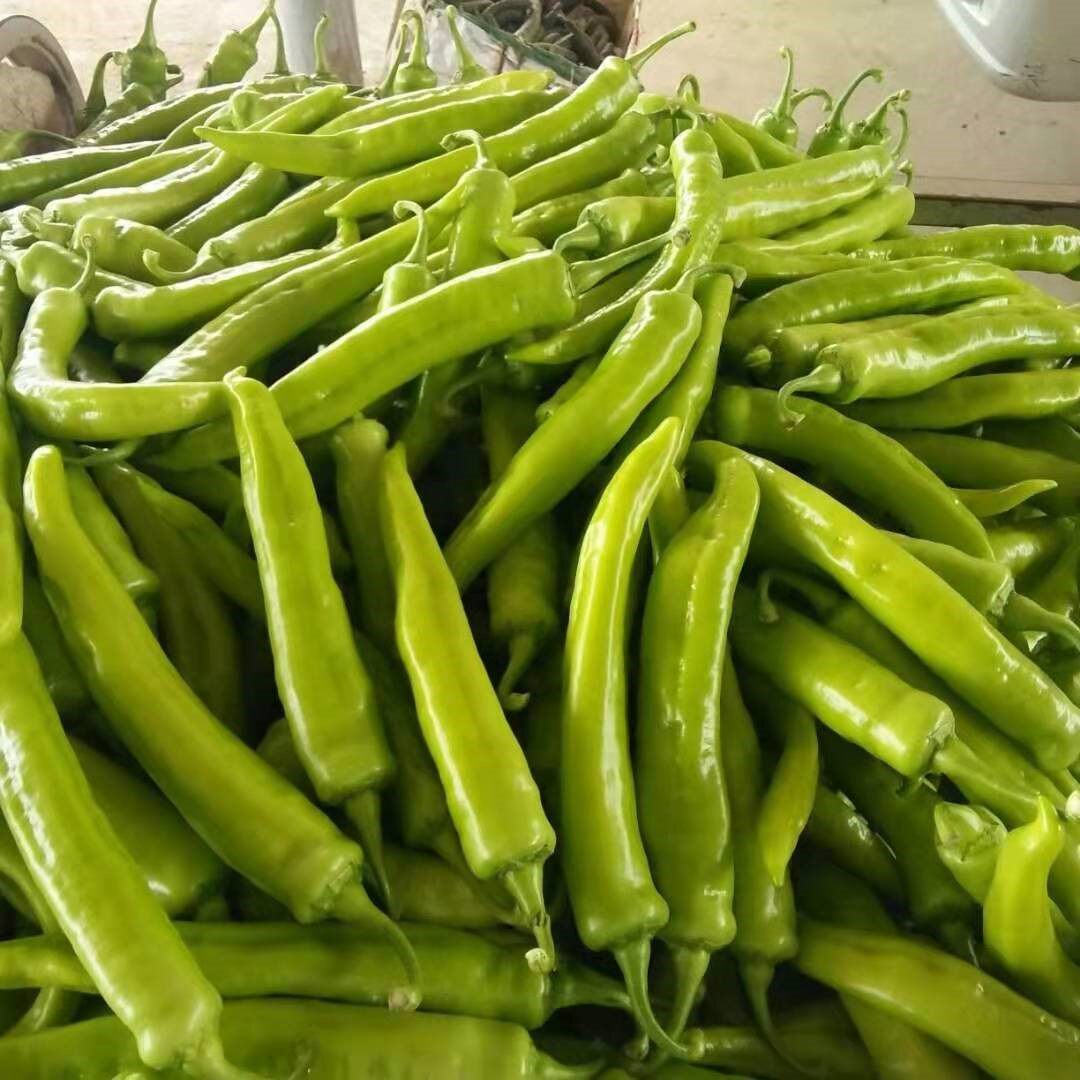特价新鲜辣椒 现摘现发五斤包邮_东北青椒新鲜蔬菜有机农家绿色蔬菜