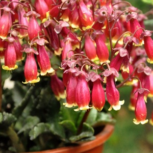 宫灯长寿花盆栽重瓣大花植物花卉室内带花苞阳台四季开花不断好养