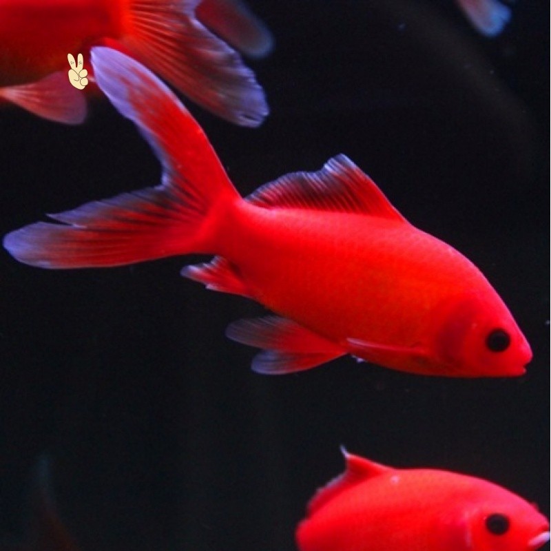 诚森家居专营店的优惠券大全—观赏鱼冷水血鹦鹉金鱼发财鱼葡萄眼黑眼