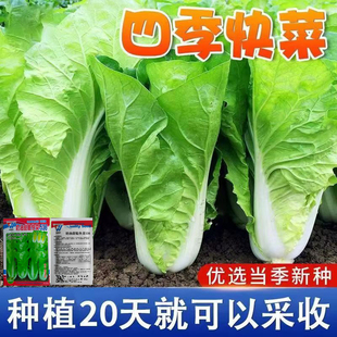 四季奶油快菜种子小白菜种籽耐热速生快菜种孑蔬菜菜种籽大全种孑