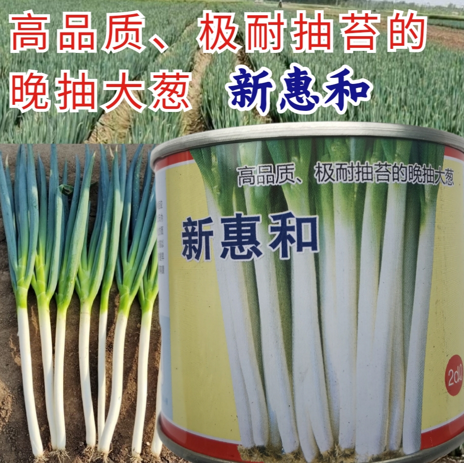 新惠和钢葱种子日本引进耐寒耐热耐抽