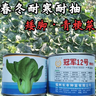 矮脚耐寒青梗菜种子 越冬耐低温耐抽苔青菜油菜上海青蔬菜种子籽