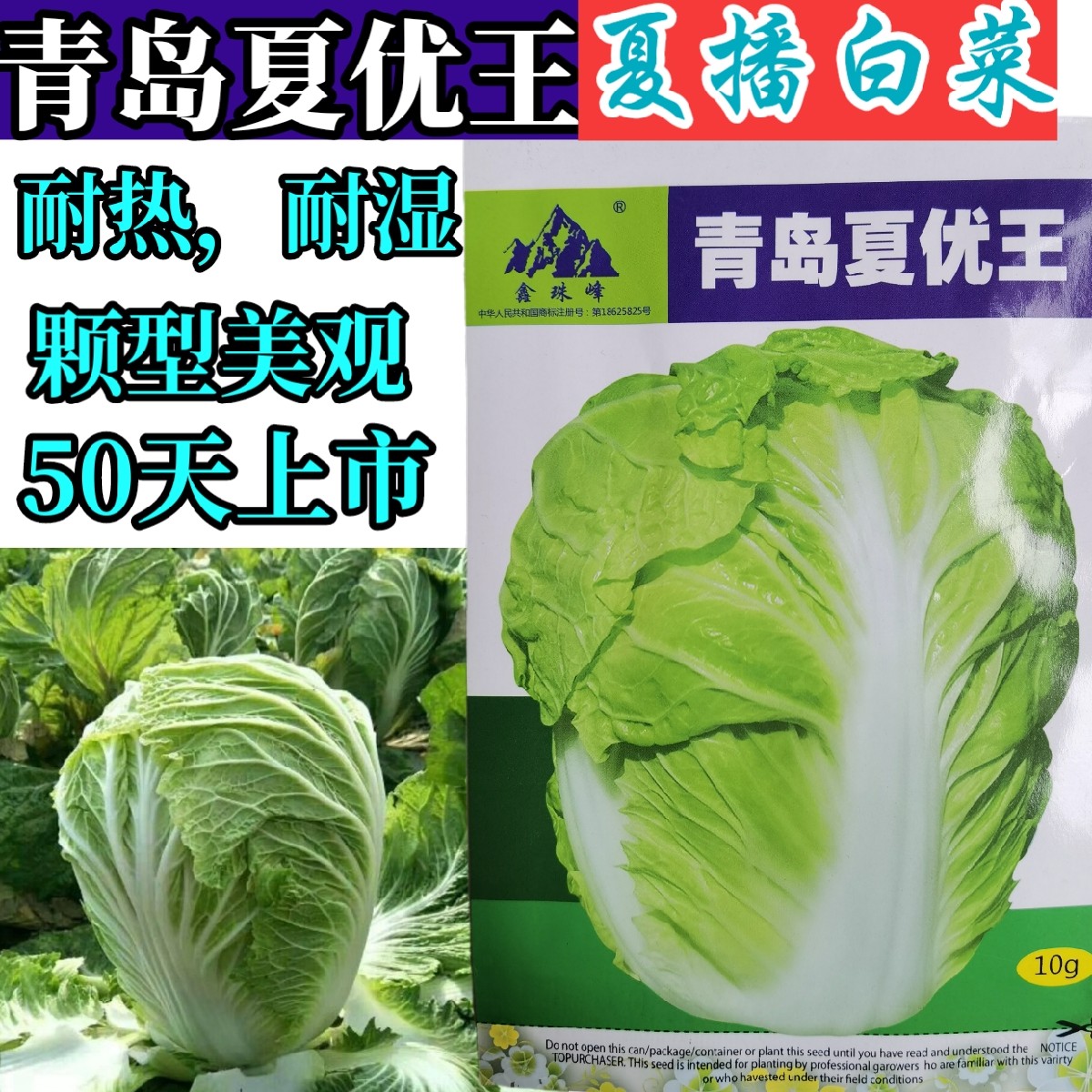 青岛夏优王抗热白菜种子 夏播耐湿耐热早熟50天夏阳白菜蔬菜种子